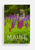 Maine Lupine Post Card