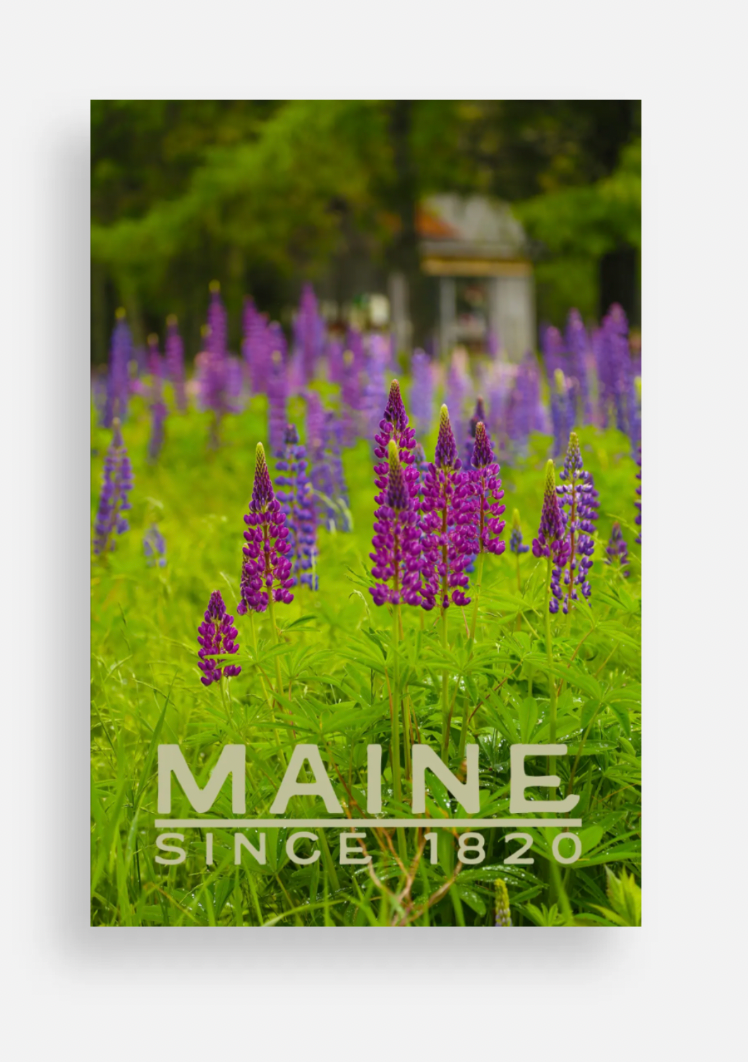 Maine Lupine Post Card